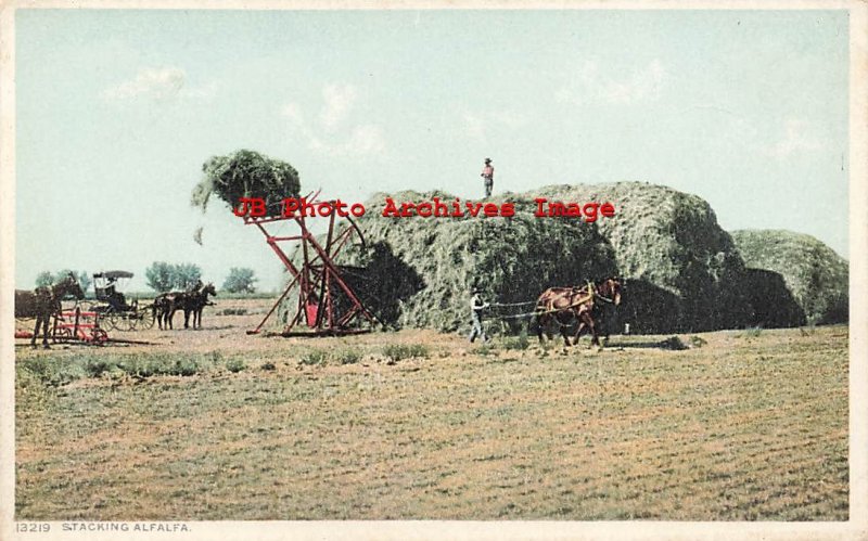 909439-Farming Scene, Farmer Stacking Alfalfa, Detroit Publishing No 13219
