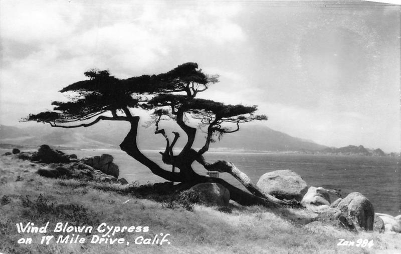 RPPC, CA California  WIND BLOWN CYPRESS TREE~17 Mile Drive  c1940's Postcard
