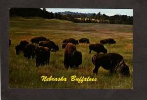 NE Buffalo Buffaloes Western Nebraska Plains Postcard Animals
