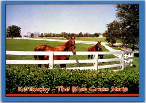 VINTAGE CONTINENTAL SIZE POSTCARD KENTUCKY THE BLUE GRASS STATE B095