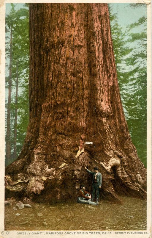 CA - Mariposa Grove. Grizzly Giant