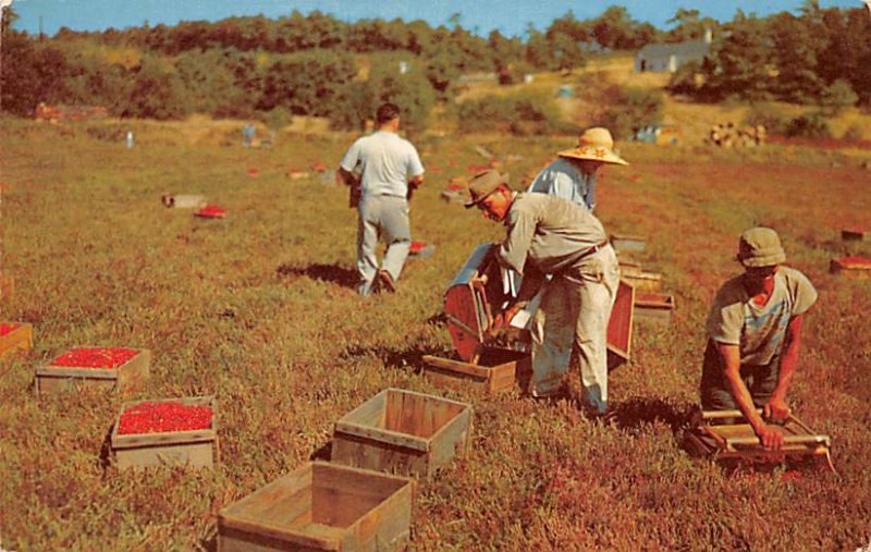 Picking Time Cape Cod, Mass., USA Cranberry Unused 