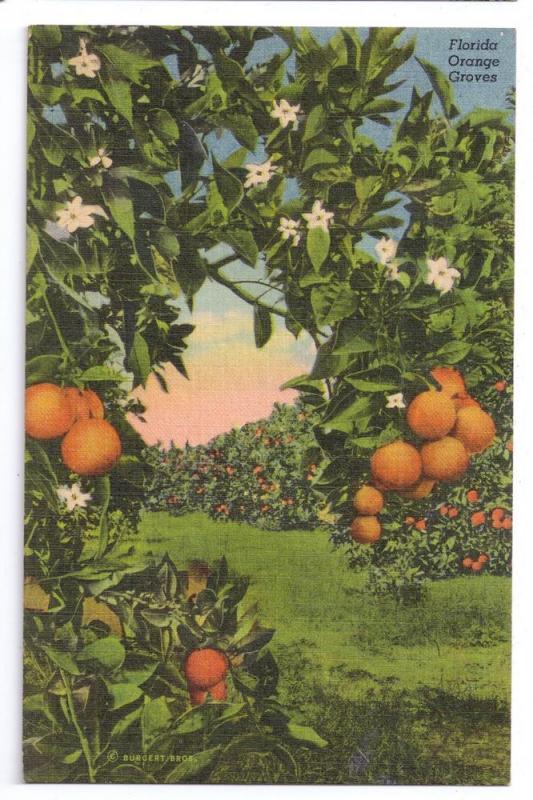 Florida Orange Groves FL Vintage Curteich Linen Postcard