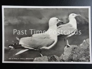 Vintage RP - Mr & Mrs. C. Gull, Brixham