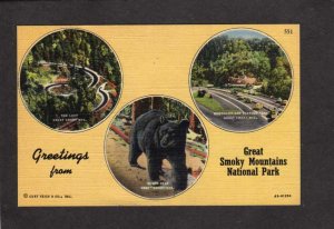 TN Greetings From  Great Smoky Smokey Mountains National Park Bear Tennessee