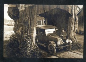 REAL PHOTO PACIFIC HIGHWAY WASHINGTON RED CEDAR DRIVE THRU TREE OSTCARD COPY