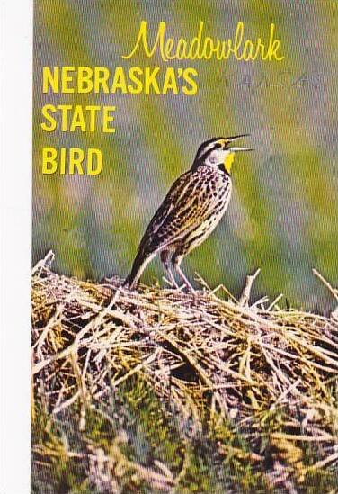 Nebraska North Platte The Western Meadowlark Is Nebraskas State Bird