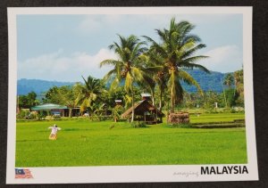 [AG] P344 Malaysia Paddy Field Coconut Tree Old House Tourism (postcard) *New