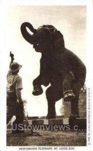 Performing Elephant - St. Louis, Missouri MO Postcard