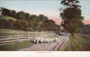 Maine Sheep On A New England Road