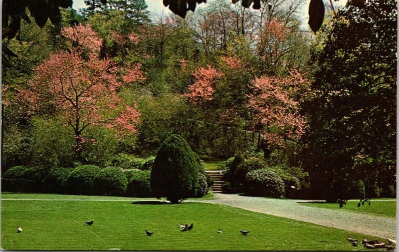 Redbud Trees Arlington Lawn Hot Springs national Park Arkansas AR Postcard VTG 