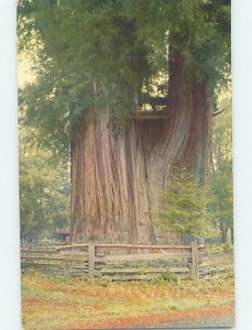 Pre-1980 GRANDDADDY REDWOOD TREE Garberville - Near Eureka California CA AD3781