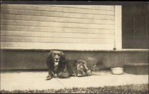 Cute Spaniel Dog by Steps - Water Bowl c1915 Real Photo Postcard