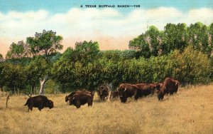 A Texas Buffalo Ranch Pub. E.C. Kroppco Vintage Postcard c1930