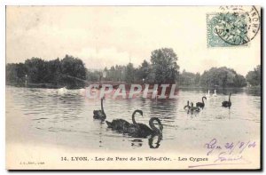 Old Postcard Lyon Lake Park Tete d'Or Swans