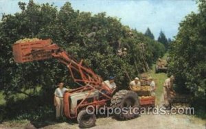 Harvesting oranges Farming, Farm, Farmer  1967 