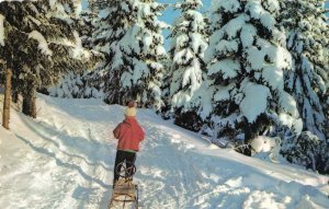 Little Boy Pulling Sled Powder Snow Tall Pine Forest Postcard 10c1-460