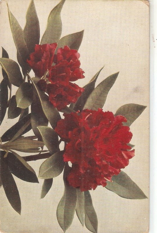 Beautiful flowers lot of four (4) nice old vintage postcards