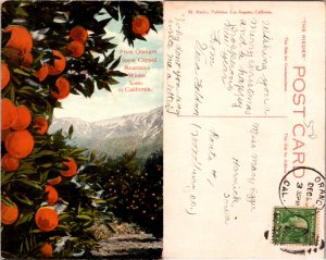 Oranges, Snow Capped Mountains Winter, Calif. (11263