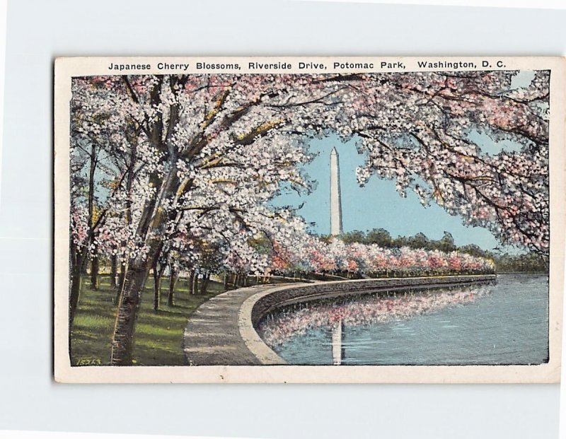 M-191189 Japanese Cherry Blossoms Riverside Drive Potomac Park Washington DC