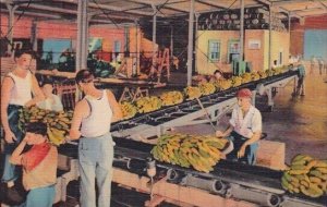 Unloading Banans From Ship Side New Orleans Louisiana