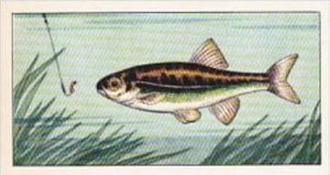 Badshah Tea Trade Card Fish &  Bait No 14 Minnow