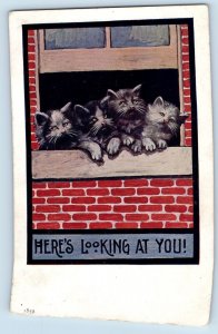 Derby Connecticut CT Postcard Cat Kittens Here's Looking At You 1909 Antique