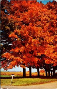 Autumn Scenic Farmland California Mailbox Roadside Chrome WOB Cancel Postcard