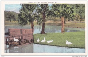 Scenic view, Swans on Lake Lucerne,Orlando,Florida,00-10s