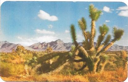 US, Unused Joshua Tree in the Desert, Arizona.  Beautiful