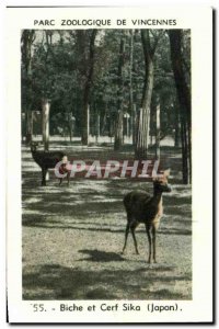 Image Zoo de Vincennes deer and sika deer japan Japan Nippon