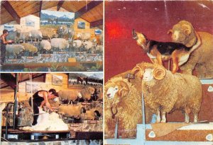 Rotorua New Zealand 1970s Postcard The Agrodome Sheep Shearing