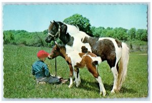 1967 Greetings From Lemke's Lodge Lake Plevna Ontario Canada Boy Horses Postcard