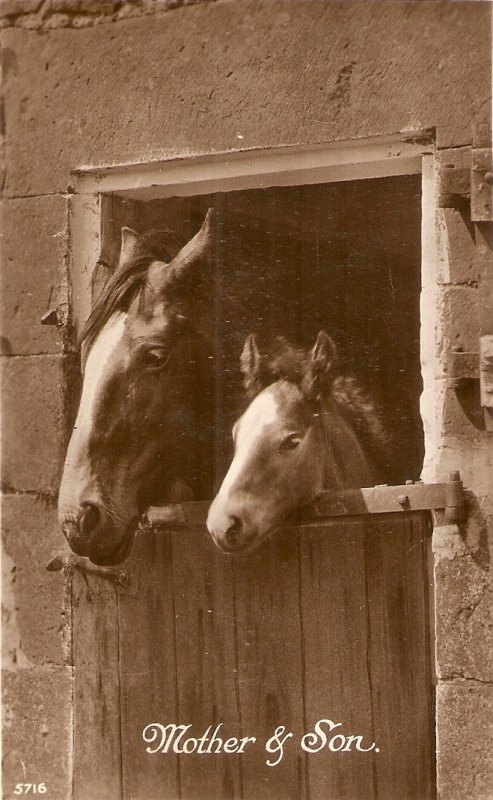 Horses. Mother and Son Old vintage Enghlish photo postcard