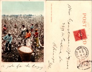 Picking Cotton (16643