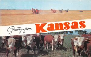 Kansas~Farming Scenes~Wheat Harvesting~Case IH~Hereford Cows-Cattle~1950s Pc