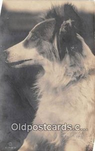 Collie Dog Unused 
