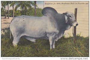 Florida Bradenton Emperor Jr 1th Owned By T P Chaires Jr 1953