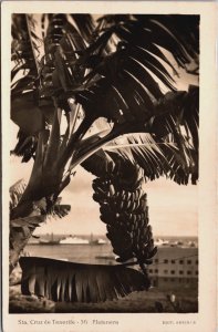 Spain Santa Cruz De Tenerife Platanera Vintage RPPC C110