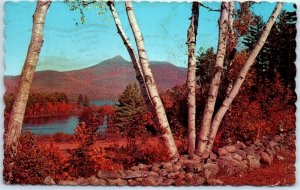 Postcard - Tall birches, Lake Chocorua - New Hampshire