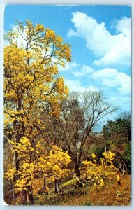 Poui Trees in bloom Landy Chancellar Hill Port of Spain TRINIDAD Postcard