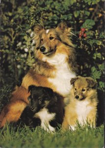 Sweden Post Card - Pet dog (24)