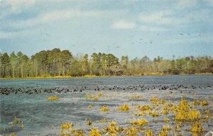 Canada Geese Ducks / Geese Del-Mar-Va Peninsula, USA Unused 