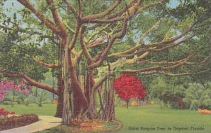 Florida Fort Lauderdale Giant Banyan Tree In Tropical Florida 1950