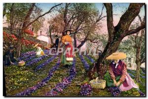 Old Postcard picking violets Cote d & # 39Azur