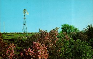 Texas Sagebrush and Windmill