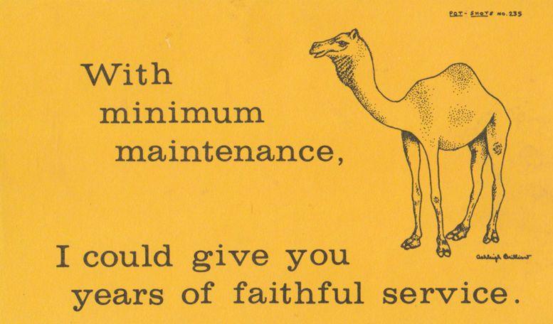 With Mimimum Maintenance I Could Give You Years Of Service Camel Comic Postcard