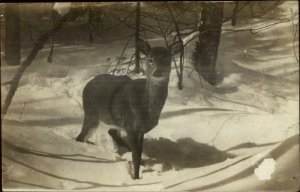 Strafford NY 1911 Cancel - Deer in Woods in Winter Real Photo Postcard