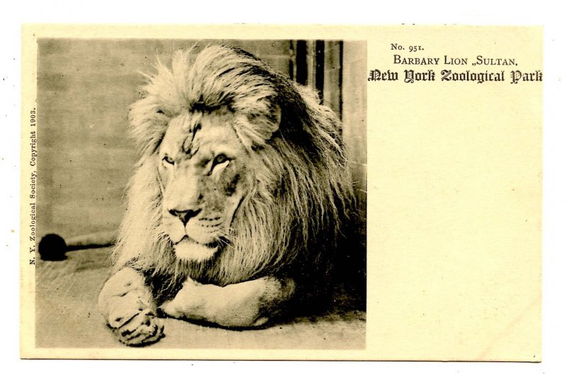 Barbary Lion Sultan