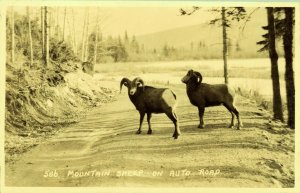 RPPC Mountain Sheep on Auto Road Canadian Pacific Railway Real Photo Postcard